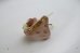 画像4: gungulparman/brooch 22 (4)