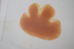 画像2: 彦坂木版工房/ 「クリームパン」