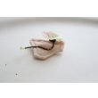 画像3: gungulparman/brooch 22 (3)